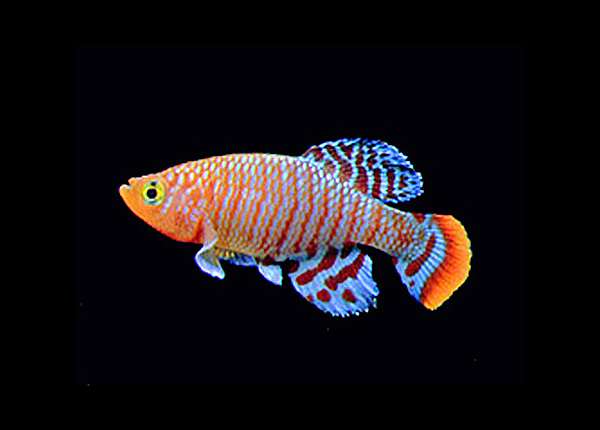 Нотобранхиус Рахова (Nothobranchius rachovii), фото фотография аквариумные рыбы