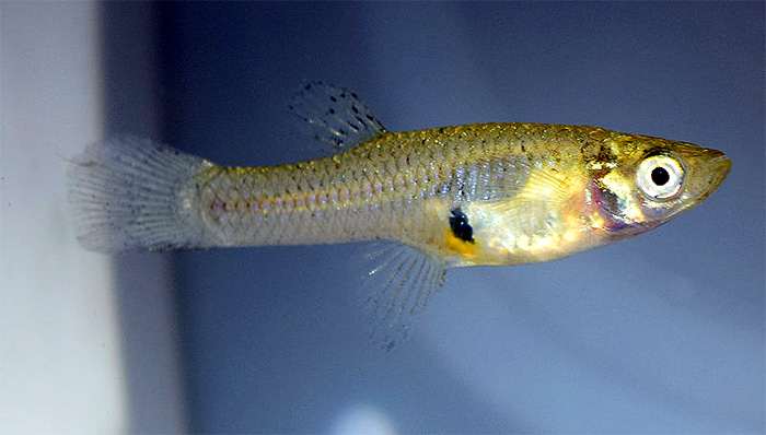 Обыкновенная гамбузия (Gambusia affinis), фото фотография живородящие рыбки
