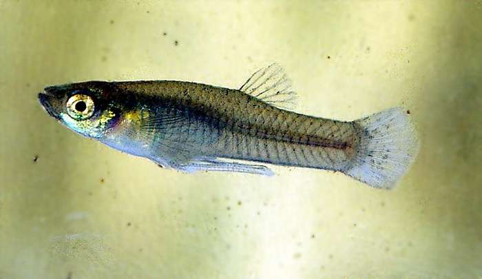 Гамбузия аффинис (Gambusia affinis), фото фотография рыбы