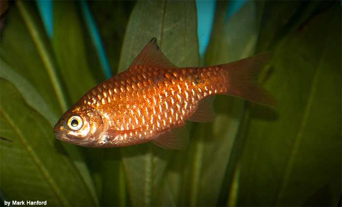 Солнечный барбус (Pethia conchonius), фото фотография рыбы
