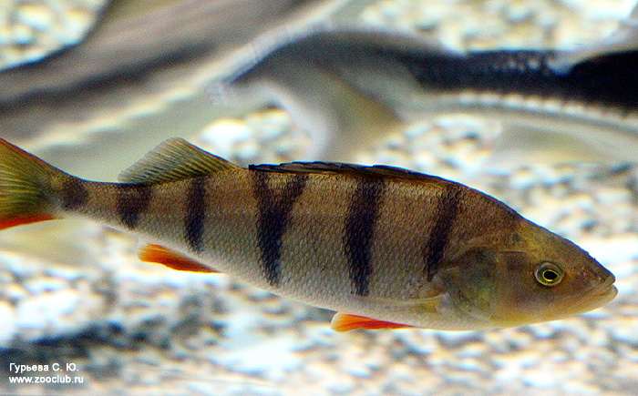 Речной окунь (Perca fluviatilis), фото фотография рыбы