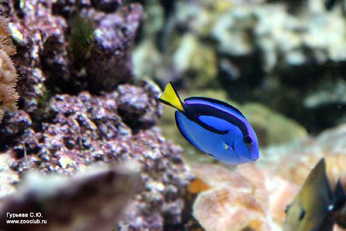 Голубой хирург, или флаговый хирург (Paracanthurus hepatus), фото фотография рифовые рыбки