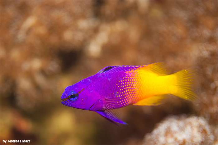 Королевская грамма (Gramma loreto), фото фотография рифовые рыбки
