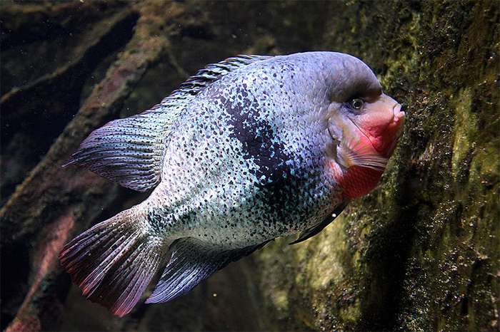 Радужная цихлазома (Paraneetroplus synspilus), фото фотография аквариумные рыбки