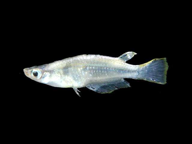 яванская рисовая рыбка, оризиас яванский (Oryzias javanicus), фото фотография картинка