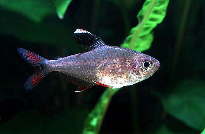Орнатус обыкновенный, украшенная тетра (Hyphessobrycon bentosi), фото фотография рыбы