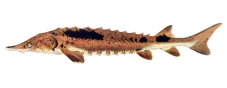 Малек озёрного осётра (Acipenser fulvescens), фото фотография промысловые рыбы