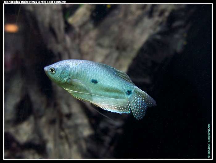 Пятнистый гурами (Trichopodus trichopterus), фото фотография аквариумные рыбки