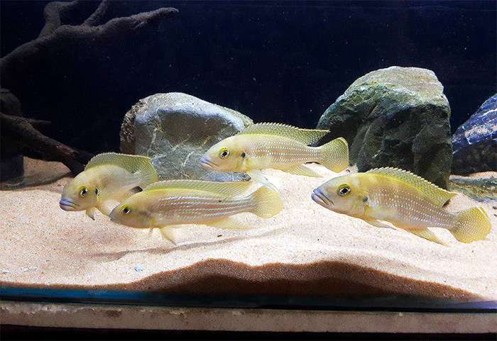 Перламутровый неолампрологус, тетракантус (Neolamprologus tetracanthus), фото фотография аквариумные рыбы