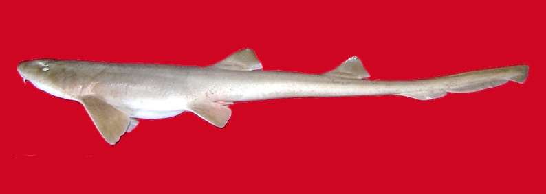 Персидская кошачья акула (Chiloscyllium arabicum), фото фотография рыбы картинка