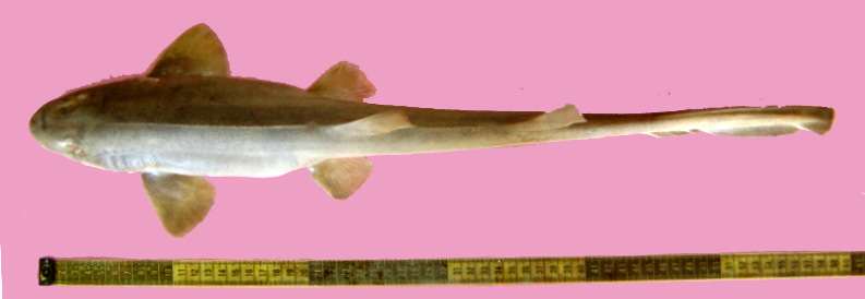 Персидская кошачья акула (Chiloscyllium arabicum), фото фотография рыбы картинка