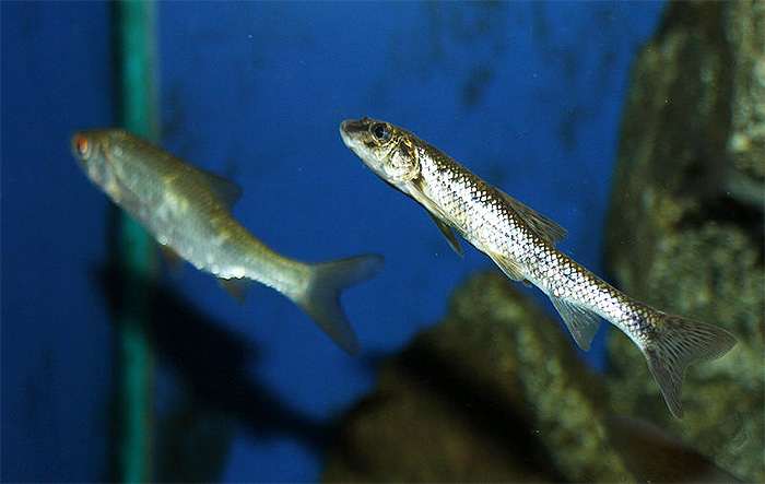 Пескарь (Gobio gobio), фото фотография пресноводные рыбы
