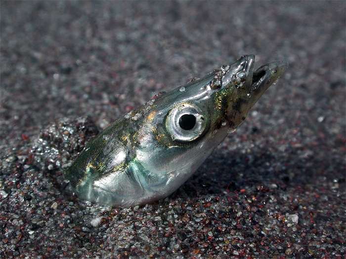 Тихоокеанская песчанка (Ammodytes hexapterus), фото фотография морские рыбы