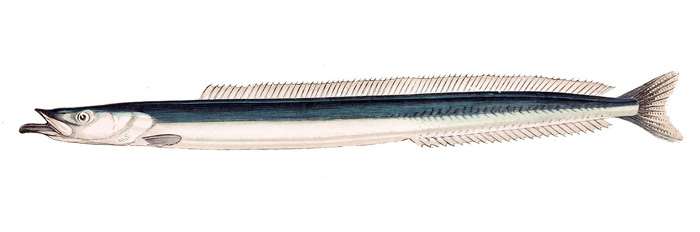 Песчанка большая (Hyperoplus lanceolatus), фото фотография морские рыбы
