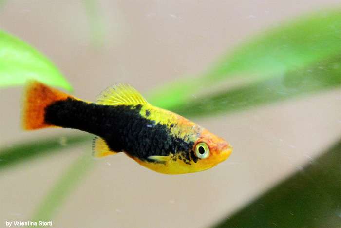 Пецилия многоцветная, пецилия пестрая (Xiphophorus variatus), фото фотография аквариумные рыбки