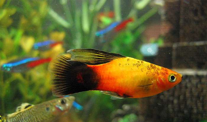 Пецилия пятнистая или плятипецилия (Xiphophorus maculatus), фото фотография аквариумные рыбки