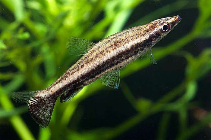 Пецилобрикон (Nannostomus eques), фото фотография аквариумные рыбы