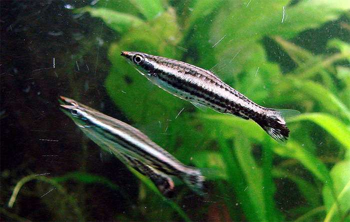 Пецилобрикон обыкновенный (Nannostomus eques), фото фотография аквариумные рыбки