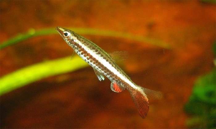 Пецилобрикон (Nannostomus eques), фото фотография харациновые рыбы