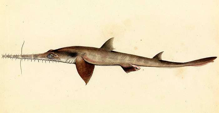 Южный пилонос (Pristiophorus cirratus), рисунок картинка рыбы акулы