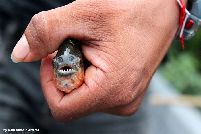 Зубы пираньи, фото фотография ужасные рыбы