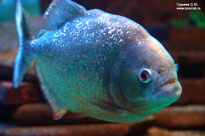 Пиранья (Pygocentrus nattereri), фото фотография аквариумные рыбы