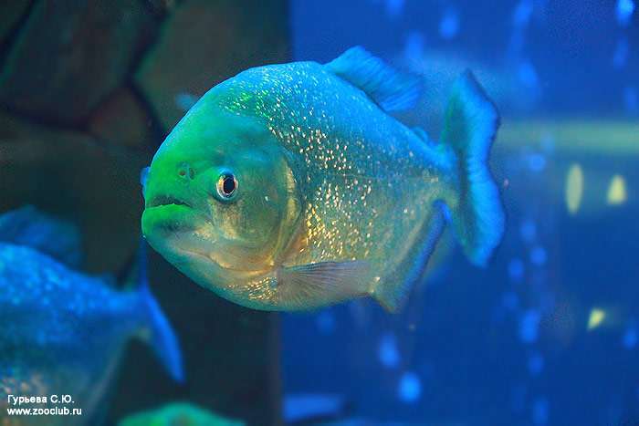 Пиранья (Pygocentrus nattereri), фото фотография рыбы