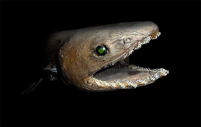 Плащеносная акула (Chlamydoselachus anguineus), фото фотография рыбы 
