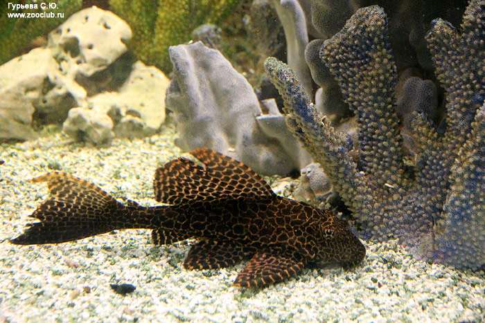 Плекостомус, сом-прилипала, сом-водорослеед, плекос (Hypostomus plecostomus), фото фотография аквариумные рыбы