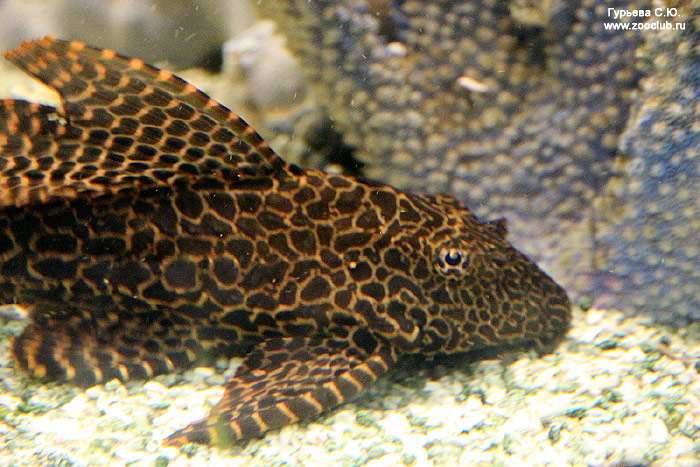 Плекостомус, сом-водорослеед (Hypostomus plecostomus), фото фотография рыбы