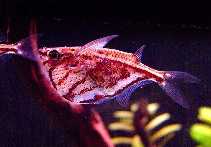 Мраморная карнегиелла, клинобрюшка мраморная, рыба-топорик (Carnegiella strigata), фото фотография аквариумные рыбки