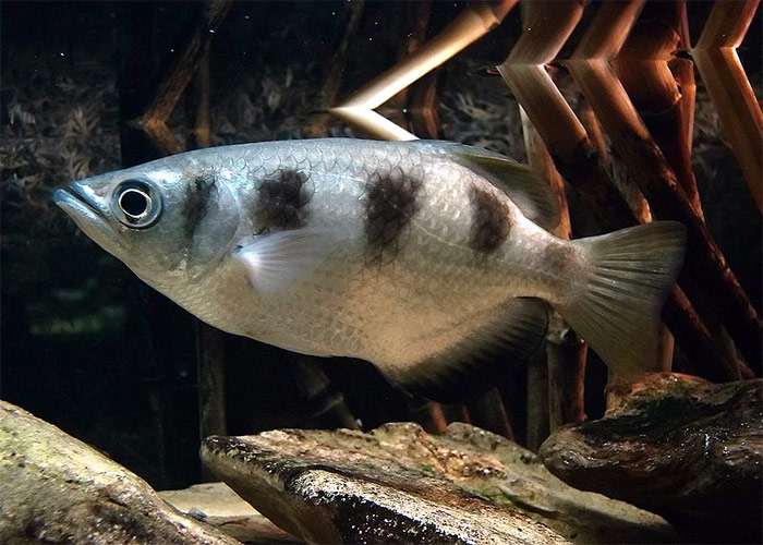 Полосатый брызгун (Toxotes jaculatrix), фото фотография рыбы