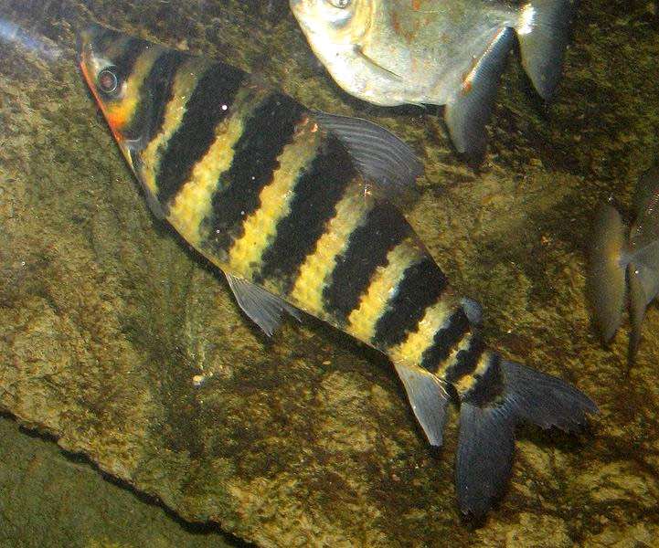 Полосатый лепорин (Leporinus fasciatus), фото фотография карповые рыбки