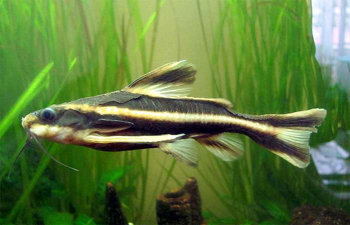 Полосатый платидор (Platydoras costatus), фото фотография аквариумные рыбки