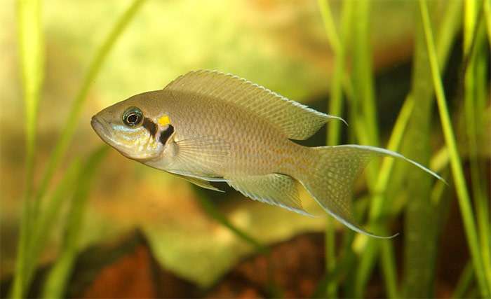 Принцесса Бурунди, или неолампрологус Бришара (Neolamprologus brichardi), фото фотография аквариумные рыбы