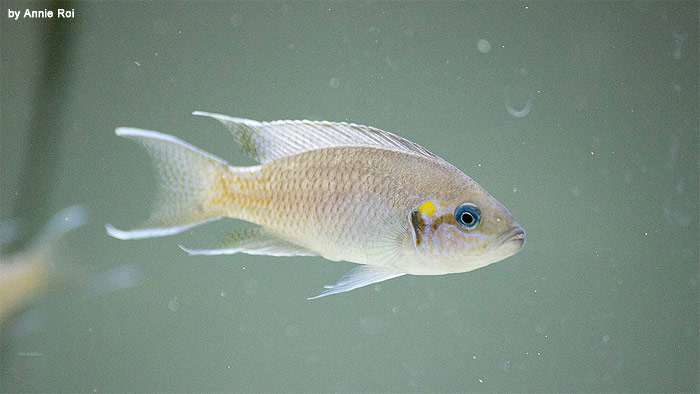 Принцесса Бурунди (Neolamprologus brichardi), фото фотография аквариумные рыбки