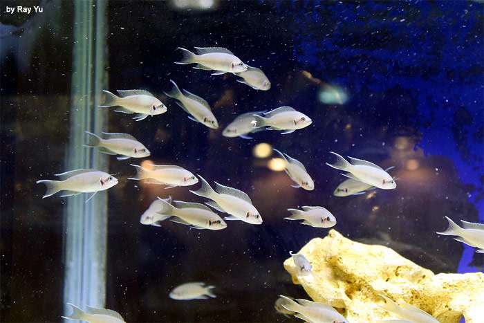 Цихлида принцесса Бурунди (Neolamprologus brichardi), фото фотография рыбы