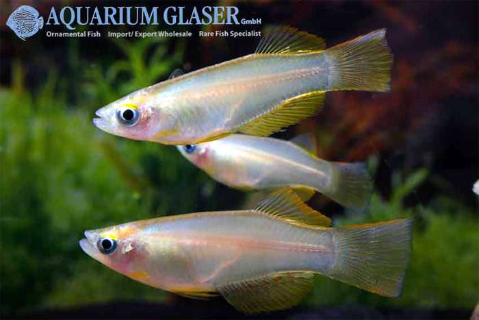 Прокатопус симилис, хаплохромис пестрый, нигерийский или переливающийся лампоглазик (Procatopus similis), фото фотография аквариумные рыбки
