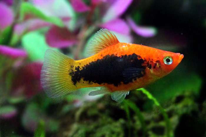 Пецилия многоцветная, плятипецилия (Xiphophorus maculatus), фото фотография аквариумные рыбы
