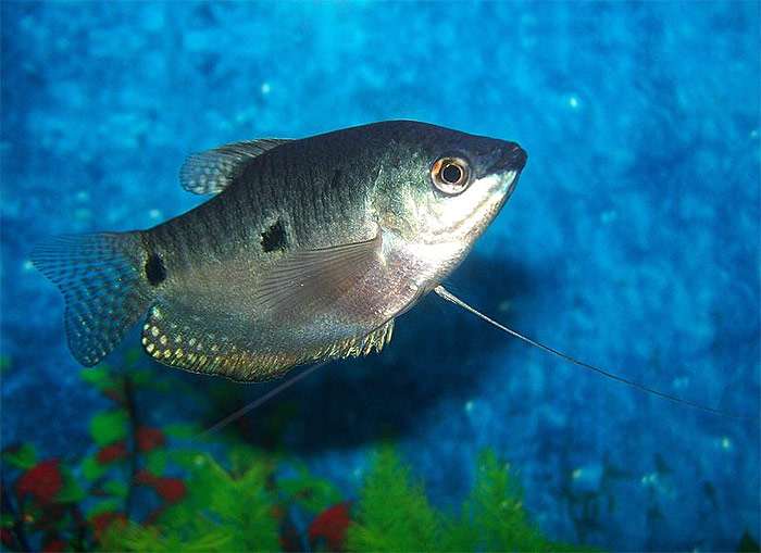 Трихогастр пятнистый (Trichopodus trichopterus), фото рыбы