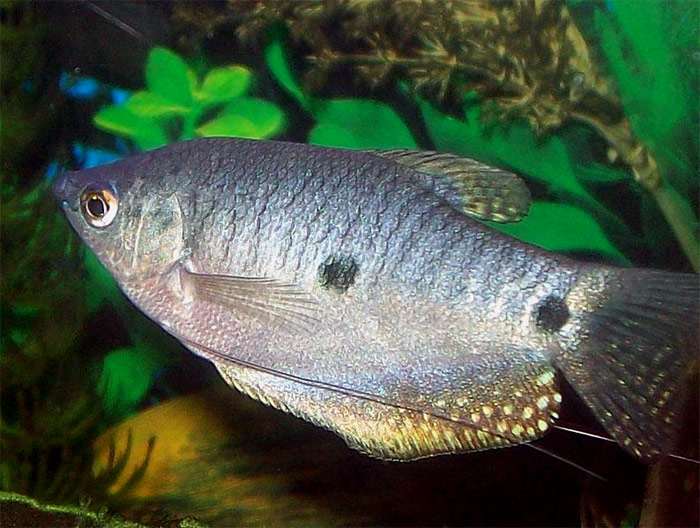 Гурами пятнистый (Trichopodus trichopterus), картинка фотография рыбы