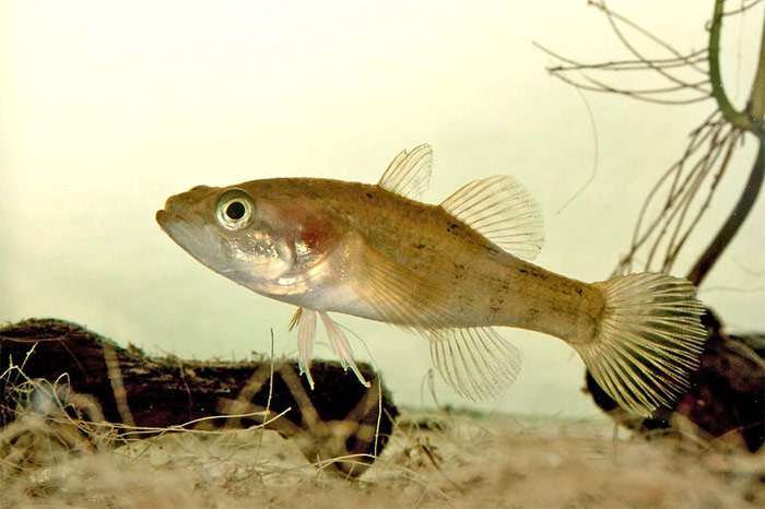 Ротан-головешка (Perccottus glenii), фото фотография окунеобразные рыбы