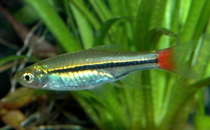 Борапетенская расбора (Rasbora borapetensis), фото фотография аквариумные рыбки