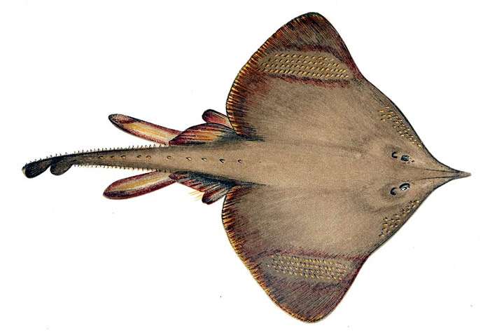 Длиннорылый скат (Dipturus oxyrinchus), фото фотография рыбы