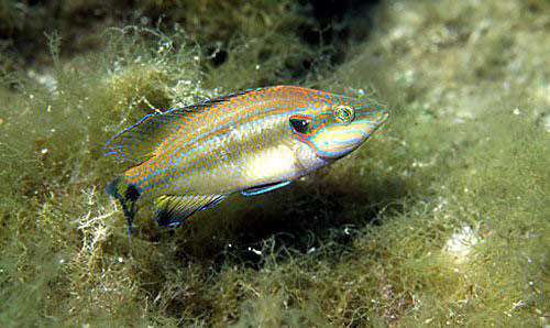 Глазчатая зеленушка, глазчатый губан (Symphodus ocellatus), фото фотография морские рыбки
