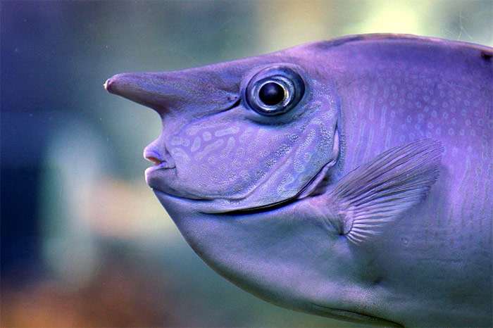 Настоящий носач (Naso annulatus), фото фотография морские рыбы