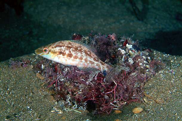 Рябчик (Symphodus cinereus), фото фотография морские рыбки