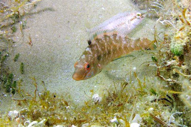 Рябчик (Symphodus cinereus), фото фотография рыбы
