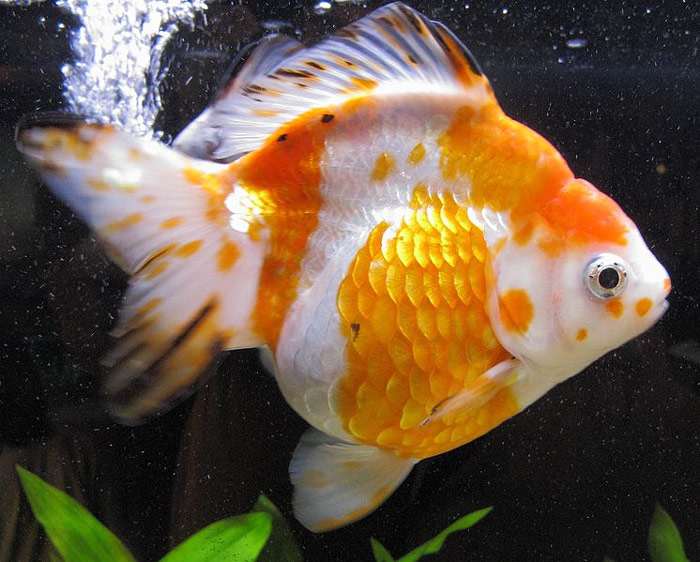 Рюкин, золотая рыбка, фото фотография