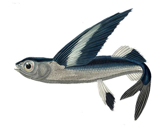 Летучая рыба (Cheilopogon exsiliens), рисунок картинка